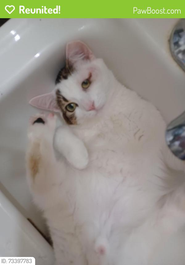 Reunited Male Cat last seen Shakey Joe's bar and grill, Mount Calvary, WI 53057