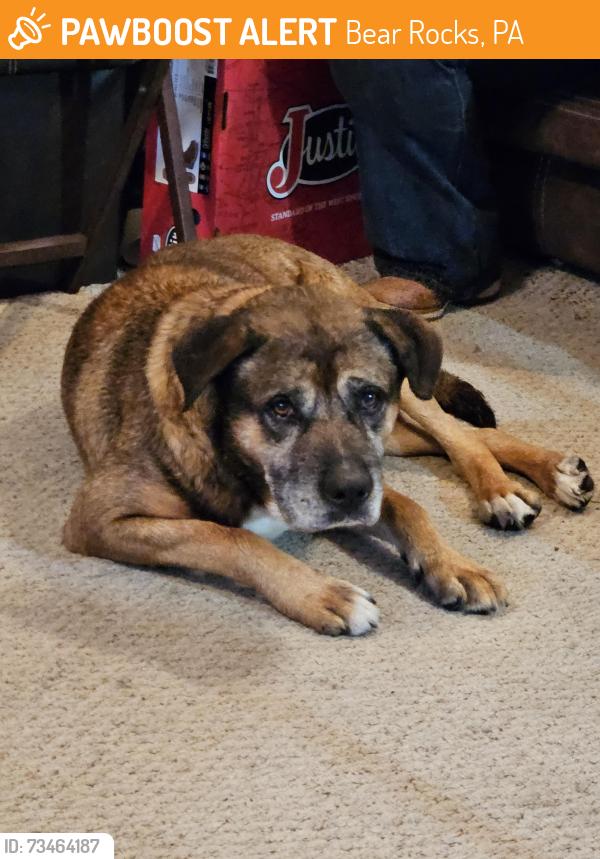 Found/Stray Male Dog last seen Bear Rocks area, Bear Rocks, PA 15666
