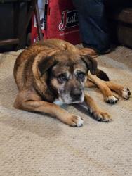 Found/Stray Male Dog last seen Bear Rocks area, Bear Rocks, PA 15666