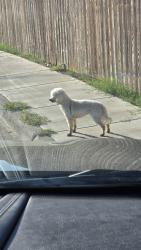 Found/Stray Unknown Dog last seen By Mail boxes, Odessa, TX 79765