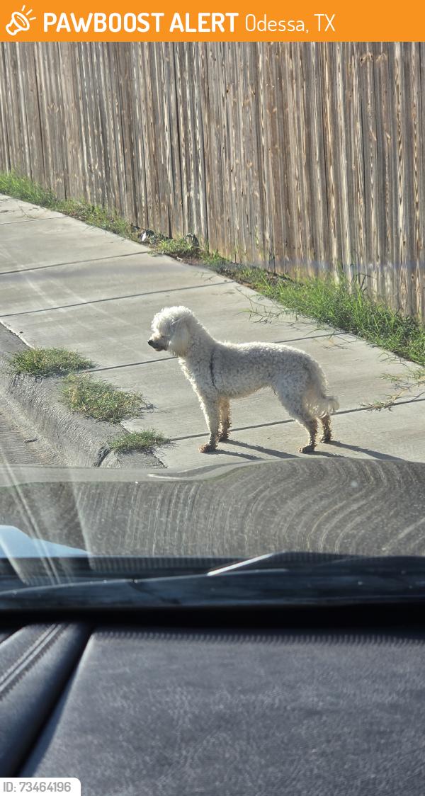 Found/Stray Unknown Dog last seen By Mail boxes, Odessa, TX 79765