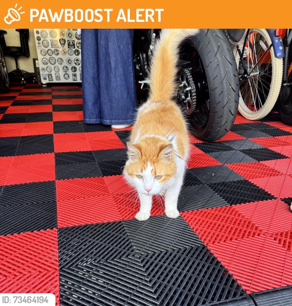 Found/Stray Unknown Cat last seen East Banister Rd., St. Johns County, FL 32092
