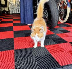 Found/Stray Unknown Cat last seen East Banister Rd., St. Johns County, FL 32092