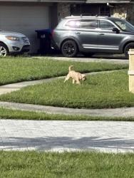Found/Stray Unknown Dog last seen Sugarbush drive and tamarind, Orlando, FL 32819