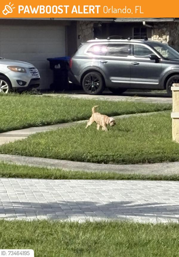 Found/Stray Unknown Dog last seen Sugarbush drive and tamarind, Orlando, FL 32819