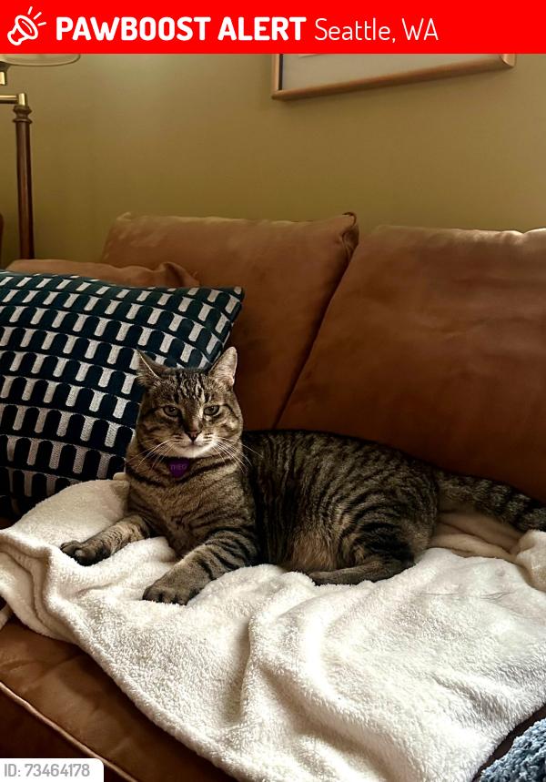 Lost Male Cat last seen In Madison Park, near 42nd Ave E and E McGilvra St, near the bus stop, Seattle, WA 98112