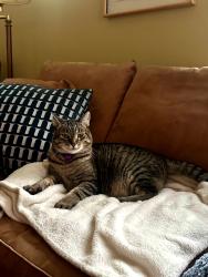 Lost Male Cat last seen In Madison Park, near 42nd Ave E and E McGilvra St, near the bus stop, Seattle, WA 98112
