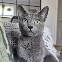 Reunited Male Cat last seen Stapleford close, CM2 0RB, Essex, England 