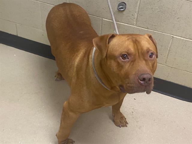 Shelter Stray Male Dog last seen , 3839 W Burnham St, West Milwaukee, WI 53215, USA
