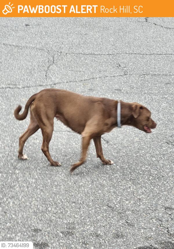 Found/Stray Female Dog last seen Cherry Rd and Charlotte Ave, Rock Hill, SC 29731