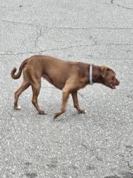 Found/Stray Female Dog last seen Cherry Rd and Charlotte Ave, Rock Hill, SC 29731