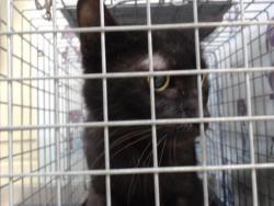 Shelter Stray Female Cat last seen , 2769 Conroy Rd, Orlando, FL 32839, USA