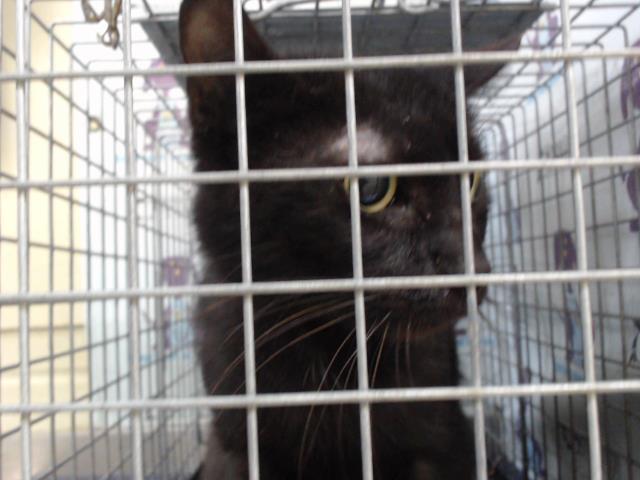 Shelter Stray Female Cat last seen , 2769 Conroy Rd, Orlando, FL 32839, USA
