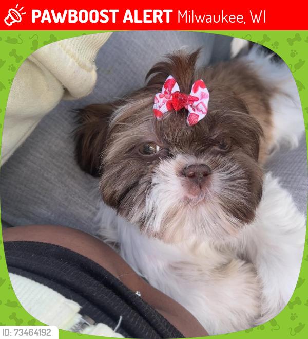 Lost Female Dog last seen North lovers lane rd, Milwaukee, WI 53225