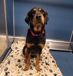 Shelter Stray Female Dog last seen Near BLOCK CHARLES ST, DETROIT MI 48212, 1431 E Ferry St, Detroit, MI 48211, USA