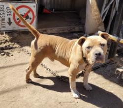 Shelter Stray Male Dog last seen , 957 N Gaffey St, San Pedro, CA 90731, USA