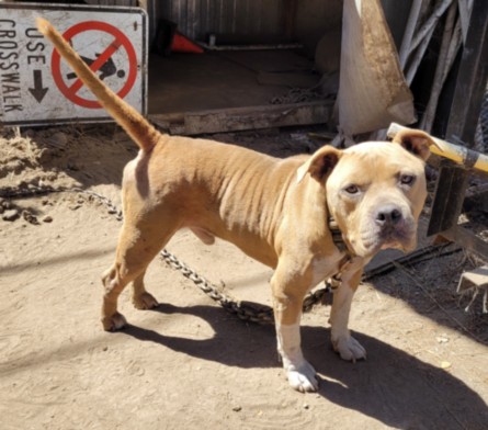 Shelter Stray Male Dog last seen , 957 N Gaffey St, San Pedro, CA 90731, USA