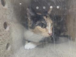 Shelter Stray Female Cat last seen , 957 N Gaffey St, San Pedro, CA 90731, USA