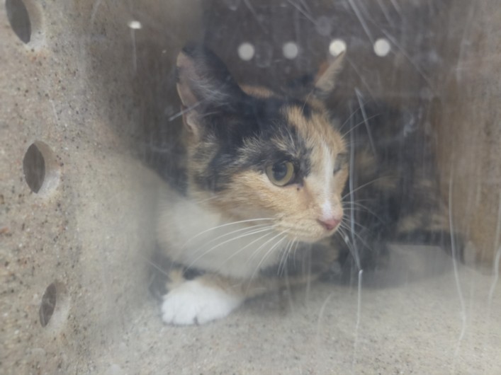 Shelter Stray Female Cat last seen , 957 N Gaffey St, San Pedro, CA 90731, USA