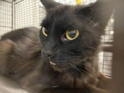 Shelter Stray Male Cat last seen , 1850 W 60th St, Los Angeles, CA 90047, USA