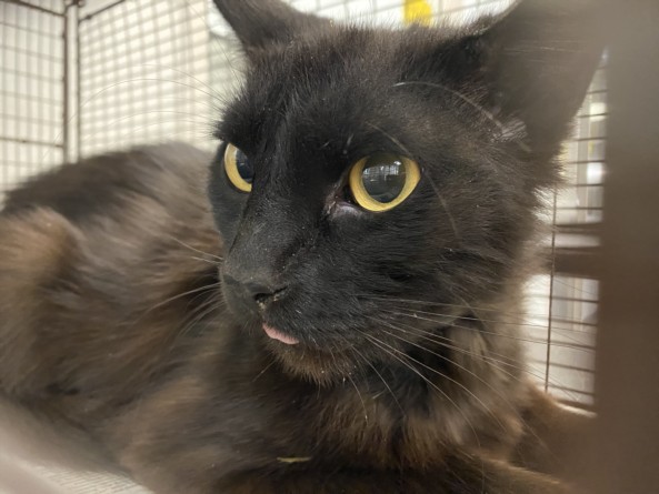 Shelter Stray Male Cat last seen , 1850 W 60th St, Los Angeles, CA 90047, USA