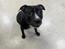 Shelter Stray Female Dog last seen , 957 N Gaffey St, San Pedro, CA 90731, USA
