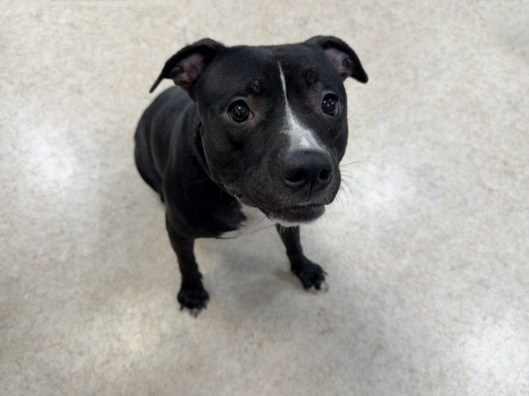Shelter Stray Female Dog last seen , 957 N Gaffey St, San Pedro, CA 90731, USA