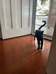 Lost Female Cat last seen Cilento st, McDowall, QLD 