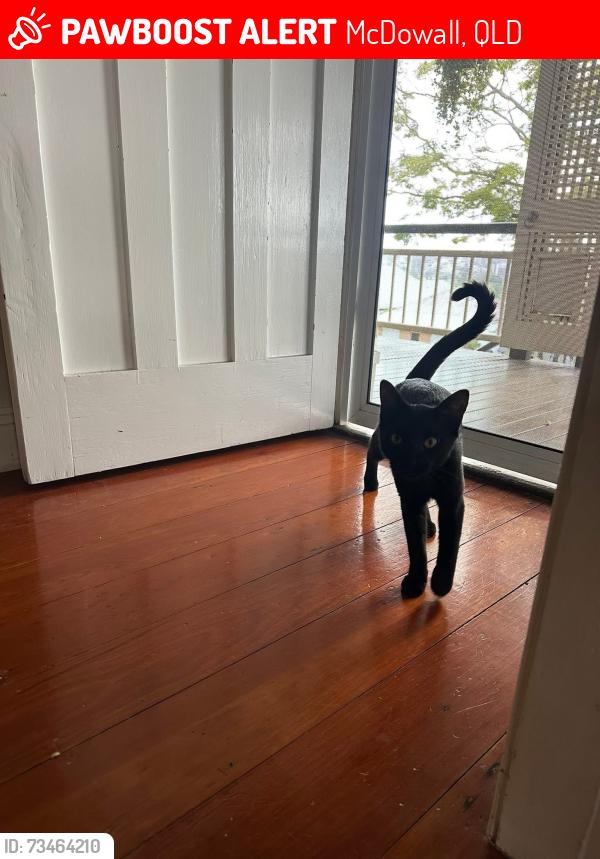 Lost Female Cat last seen Cilento st, McDowall, QLD 