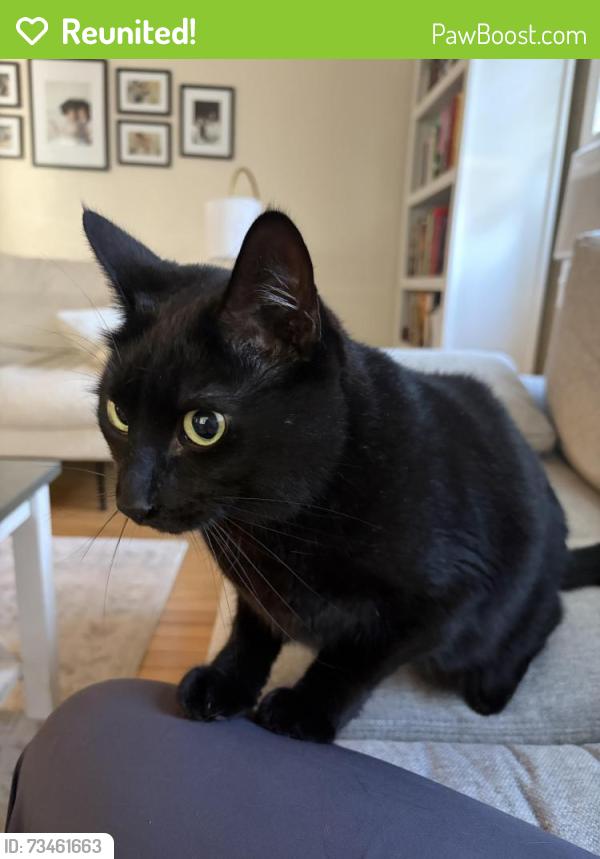 Reunited Unknown Cat last seen Whitney Street, Manchester, NH 03104