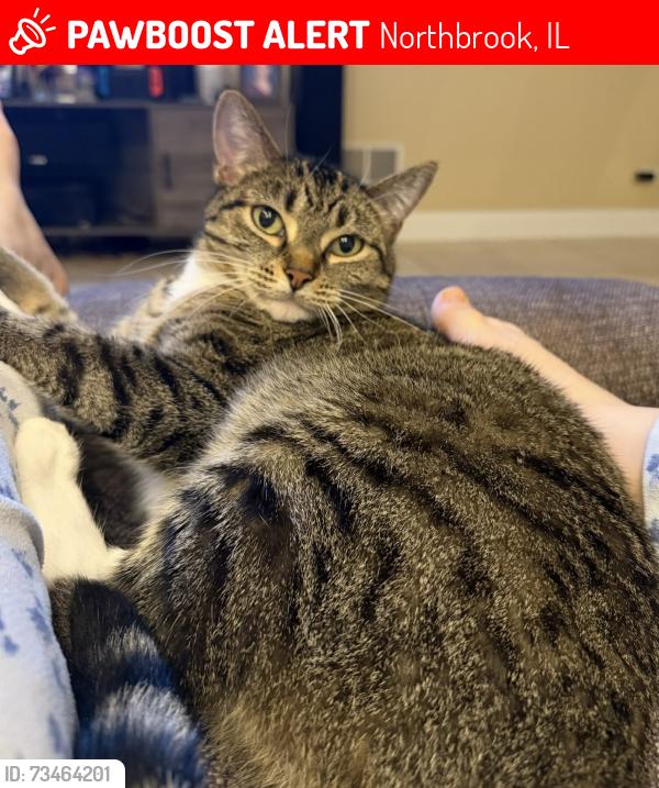 Lost Female Cat last seen Cottonwood rd and walnut circle northbrook Il 60062, Northbrook, IL 60062