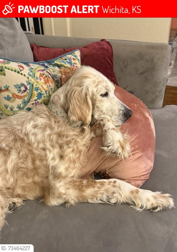 Lost Female Dog last seen Sleepy Hollow/ Wesley hosp area, Wichita, KS 67208