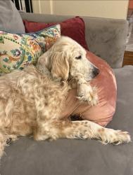 Lost Female Dog last seen Sleepy Hollow/ Wesley hosp area, Wichita, KS 67208