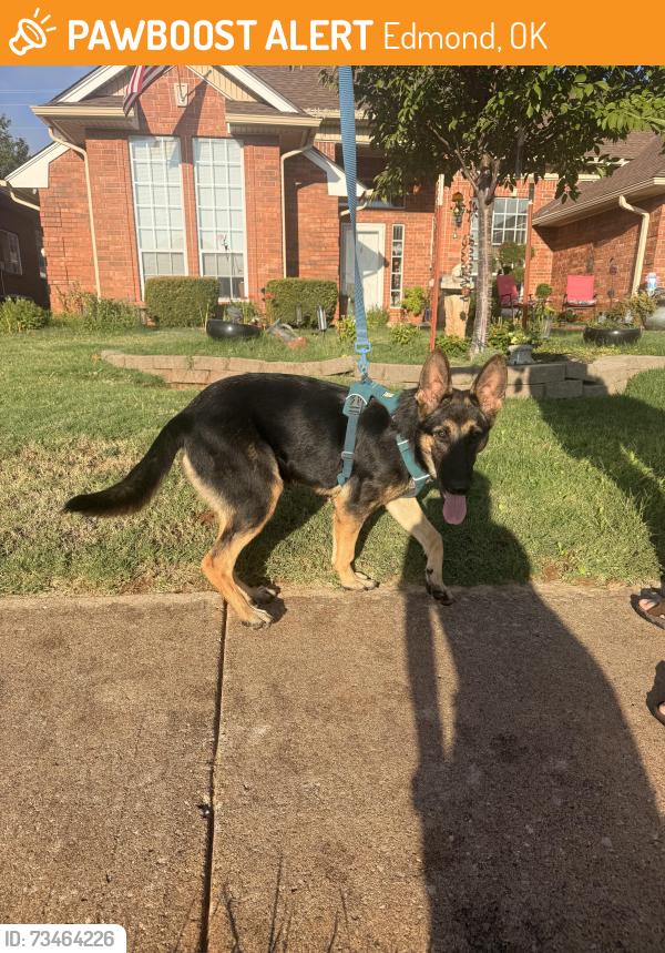 Found/Stray Female Dog last seen Edmond Rd. And Santa Fe in west Edmond, Edmond, OK 73012