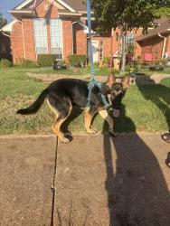 Found/Stray Female Dog last seen Edmond Rd. And Santa Fe in west Edmond, Edmond, OK 73012