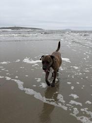 Lost Male Dog last seen Rana Vill Ave and Gettysburg Road, Camp Hill, PA 17011