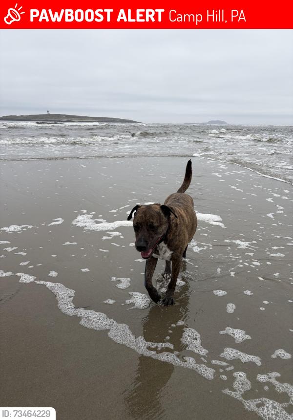 Lost Male Dog last seen Rana Vill Ave and Gettysburg Road, Camp Hill, PA 17011