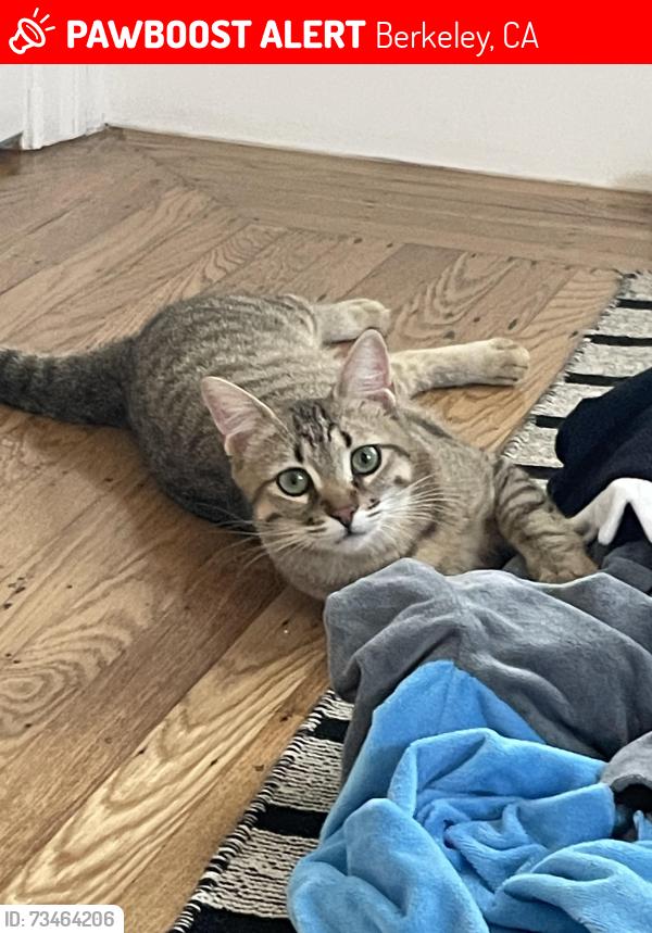Lost Female Cat last seen Edwards St between Dwight and Channing, Berkeley, CA 94702