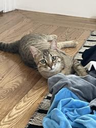 Lost Female Cat last seen Edwards St between Dwight and Channing, Berkeley, CA 94702