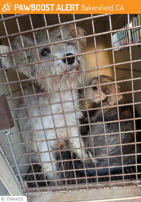 Found/Stray Female Dog last seen Allen Rd & Rosedale Hwy, Bakersfield, CA 93312