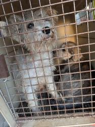 Found/Stray Female Dog last seen Allen Rd & Rosedale Hwy, Bakersfield, CA 93312