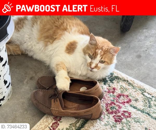 Lost Male Cat last seen Clear Lake Drive, Eustis, FL 32736
