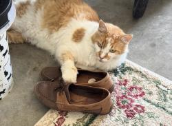 Lost Male Cat last seen Clear Lake Drive, Eustis, FL 32736