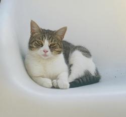 Lost Female Cat last seen on eaton road, Norfolk, England NR4 6PR