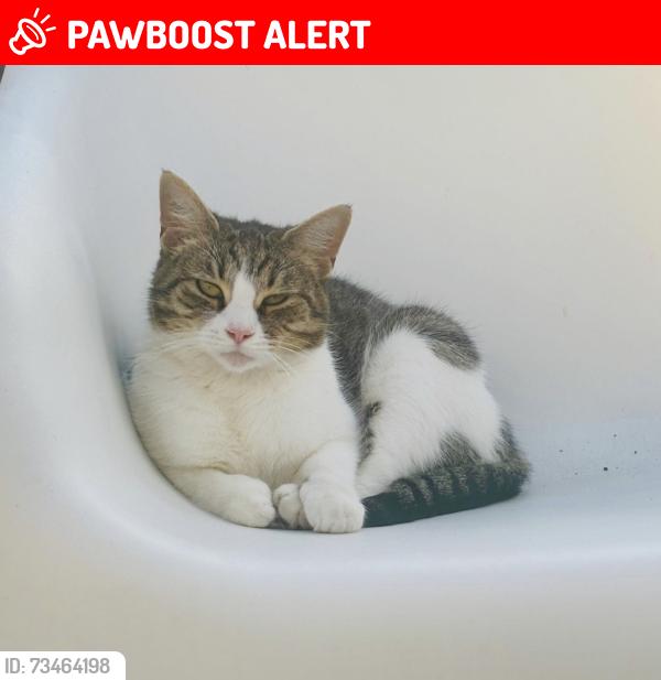 Lost Female Cat last seen on eaton road, Norfolk, England NR4 6PR