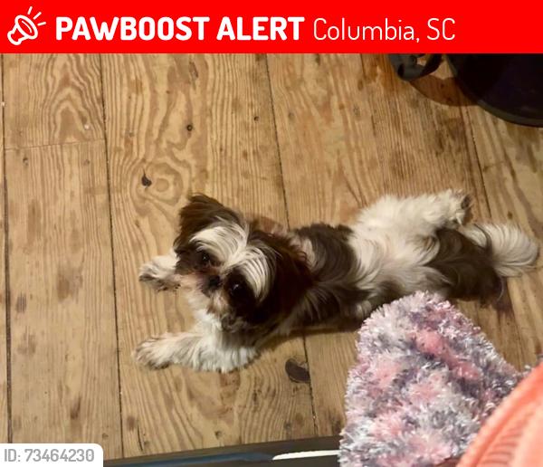 Lost Female Dog last seen Williams-Brice Stadium, Columbia, SC 29201