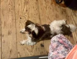 Lost Female Dog last seen Williams-Brice Stadium, Columbia, SC 29201