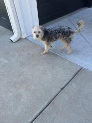 Found/Stray Unknown Dog last seen Mount Lebanon Church Rd and C and S Drive, Greer, SC 29651