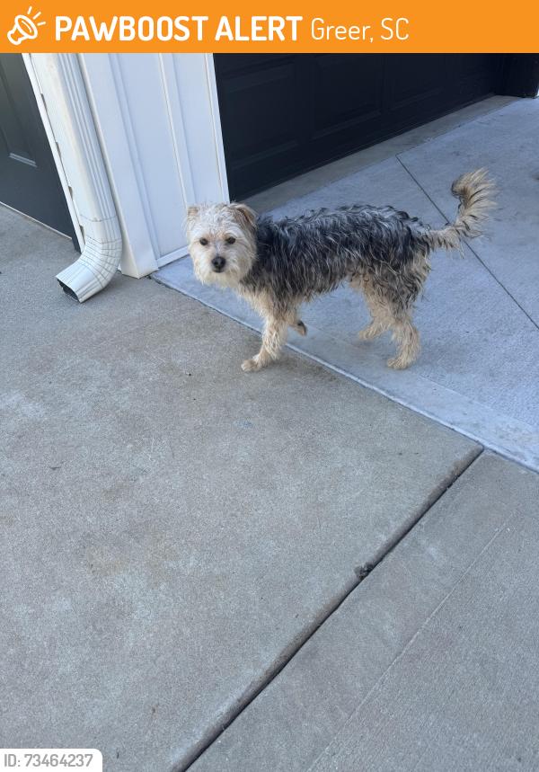 Found/Stray Unknown Dog last seen Mount Lebanon Church Rd and C and S Drive, Greer, SC 29651