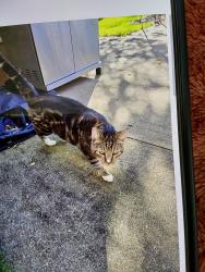 Found/Stray Unknown Cat last seen W. 14th Street, Millcreek Township, PA 16505